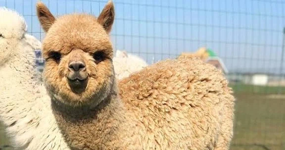 디오가 타고 다니는 동물은? ㅋㅋㅋㅋㅋㅋㅋㅋㅋ_1.webp