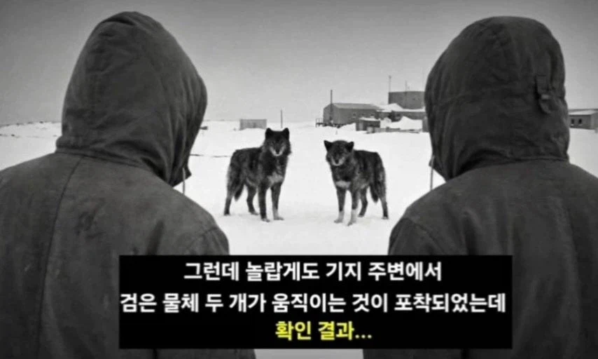 일본이 남극에 버리고간 15마리의 개들_12.webp