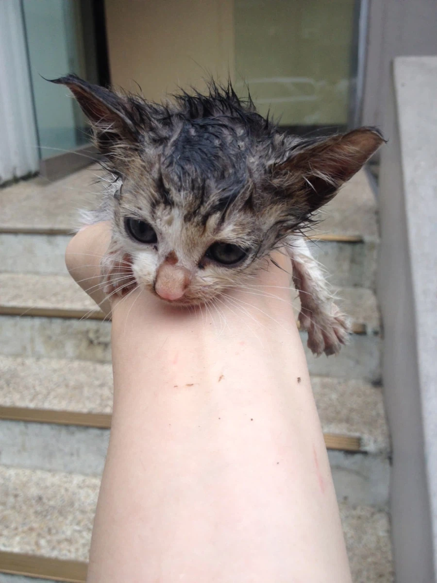 제 고양이 샤샤가 많이 아픕니다_2.webp