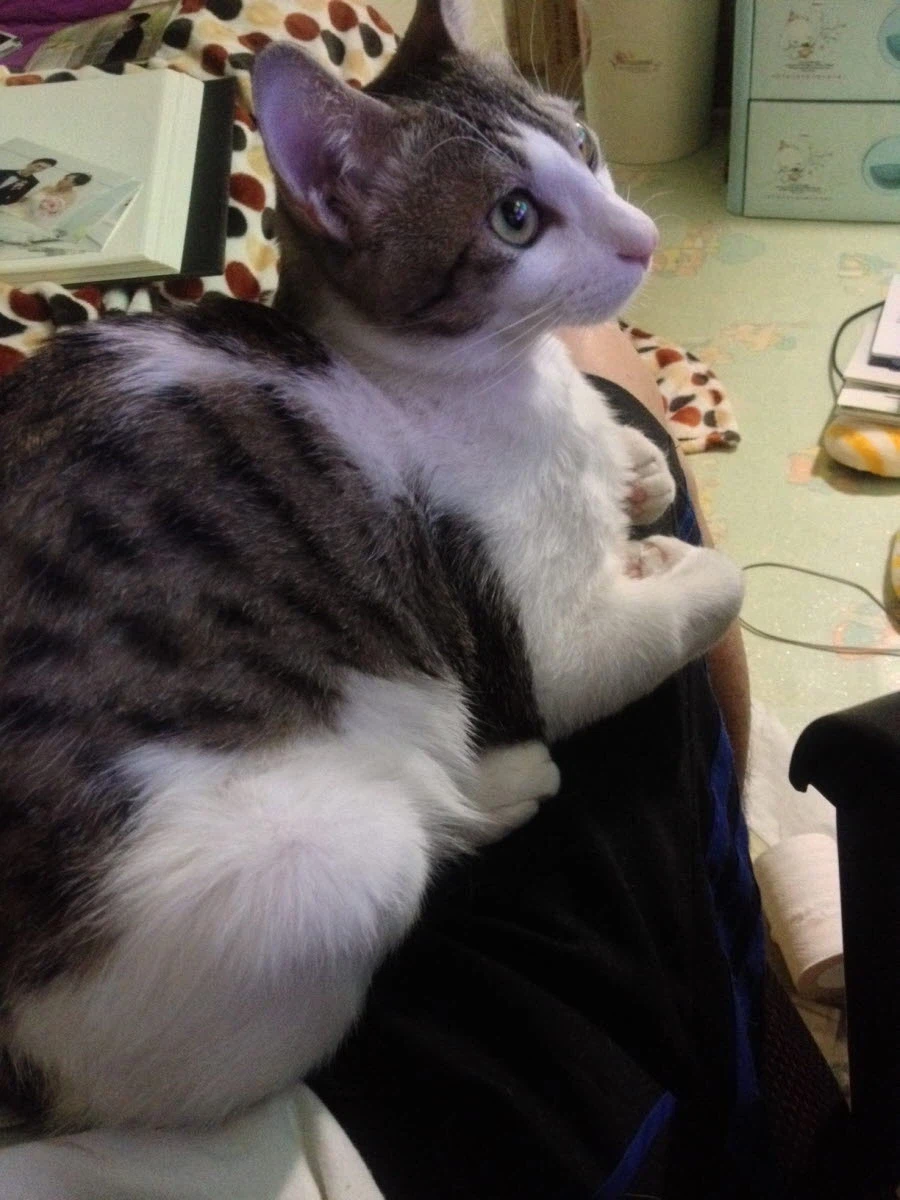 제 고양이 샤샤가 많이 아픕니다_3.webp