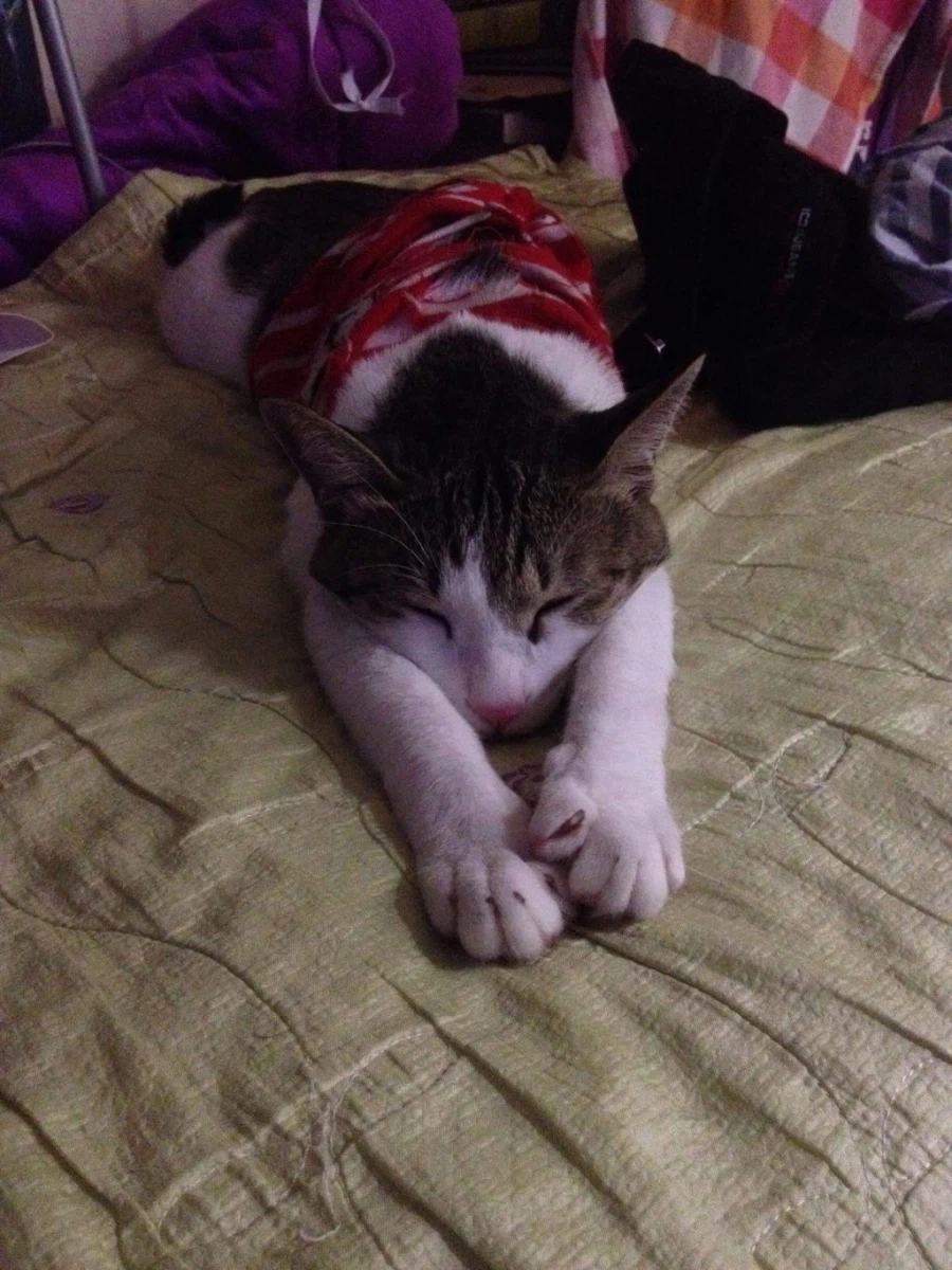 제 고양이 샤샤가 많이 아픕니다_6.webp