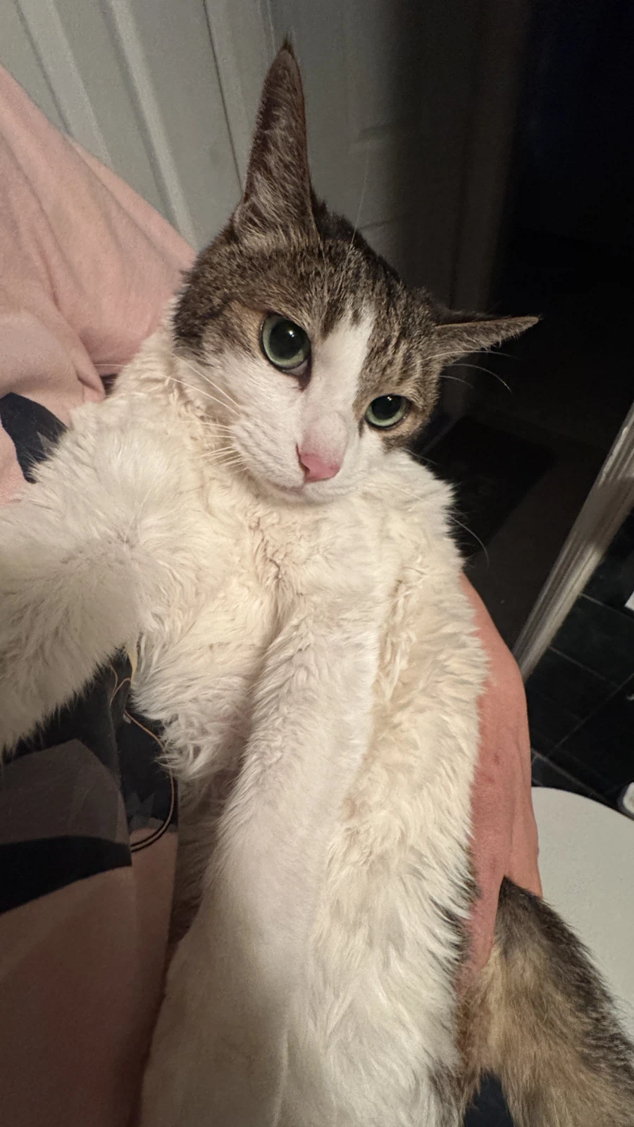 제 고양이 샤샤가 많이 아픕니다_7.webp