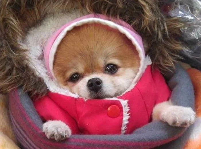 한파 속 시장에서 만난 할머니의 강아지_2.webp