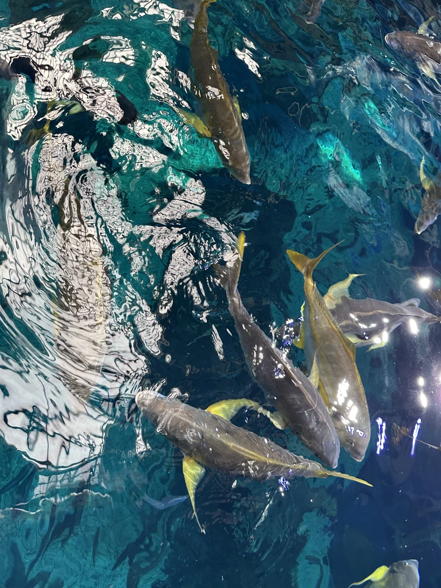 역병은 가고 복은 들어오기를! 생존 신고를 곁들인._13.webp