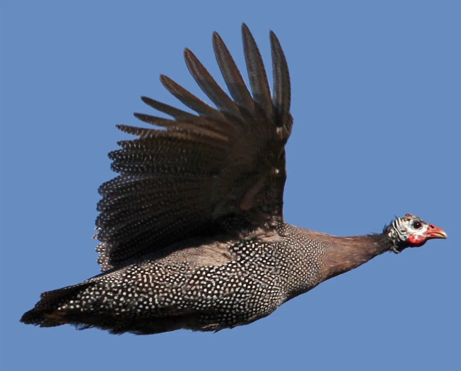 [엔드필드] 해묘 분명히 펠리카 이름 정했을 때에 쌌을듯_3.webp