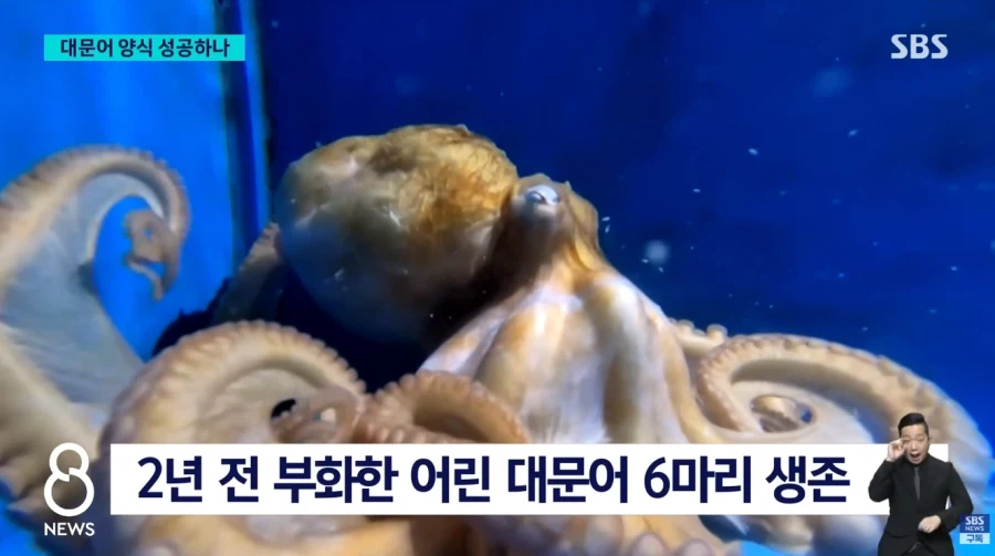 대문어 양식 성공??_3.webp