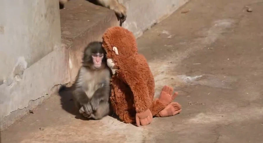 현재 일본 동물원에서 최고 흥행 중인 새끼 원숭이_5.webp