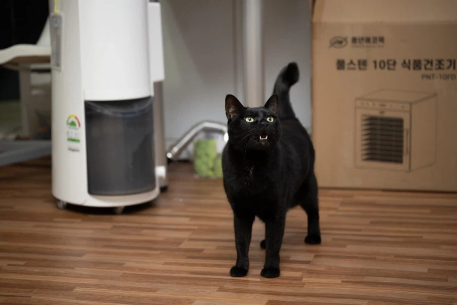 9살 다 되어가는 검은 고양이(똥괭이) 입니다_4.webp