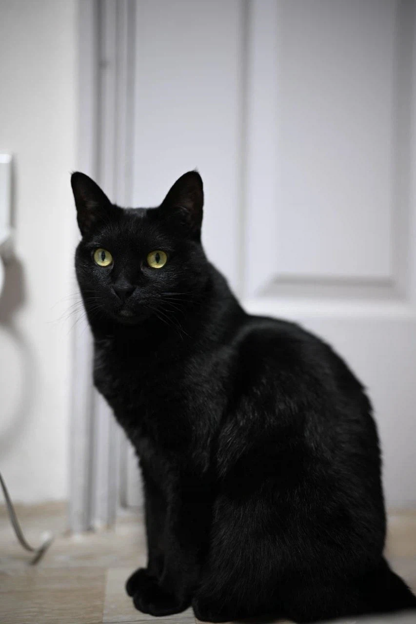 9살 다 되어가는 검은 고양이(똥괭이) 입니다_5.webp