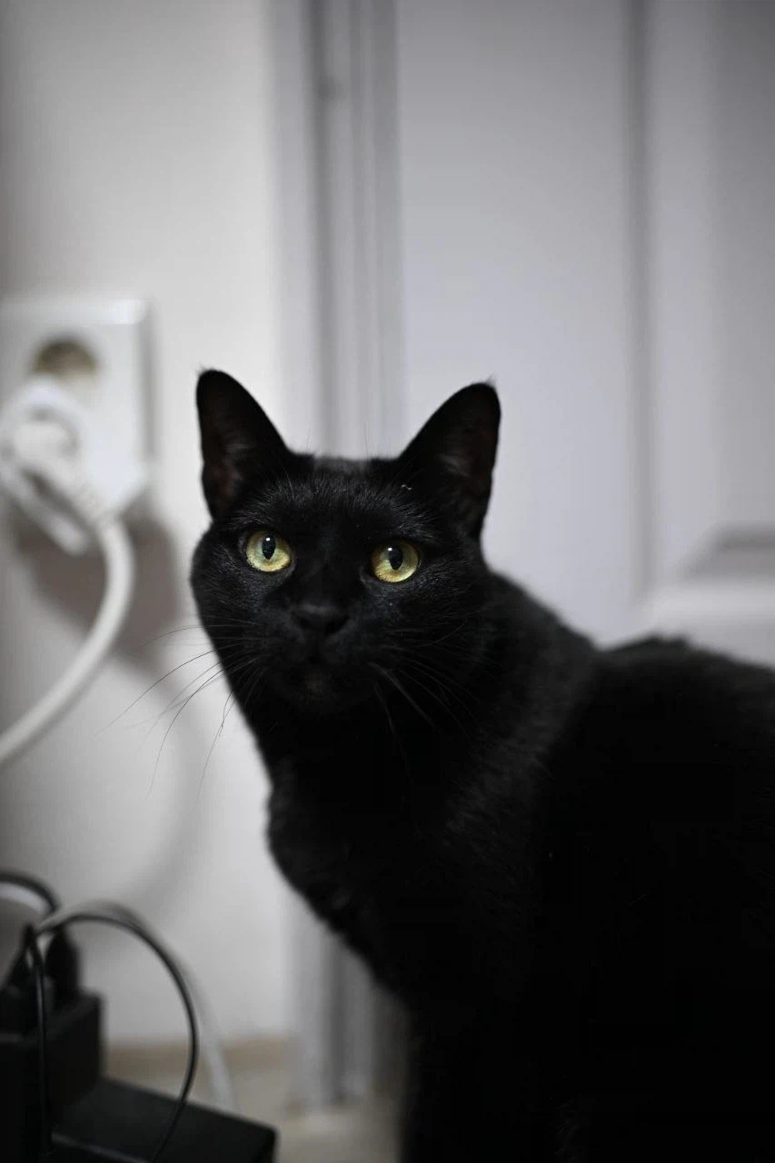 9살 다 되어가는 검은 고양이(똥괭이) 입니다_8.webp