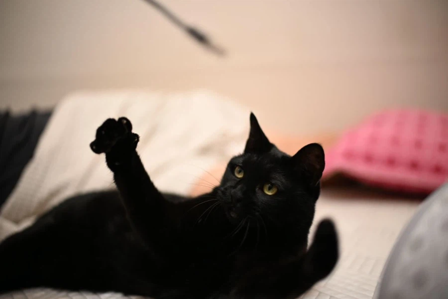 9살 다 되어가는 검은 고양이(똥괭이) 입니다_16.webp