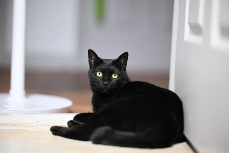 9살 다 되어가는 검은 고양이(똥괭이) 입니다_19.webp