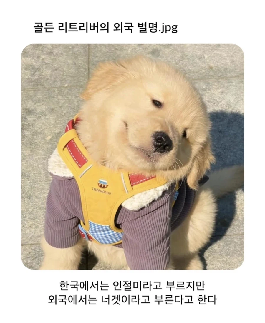 외국에서 골든 리트리버를 부르는 별명_1.webp