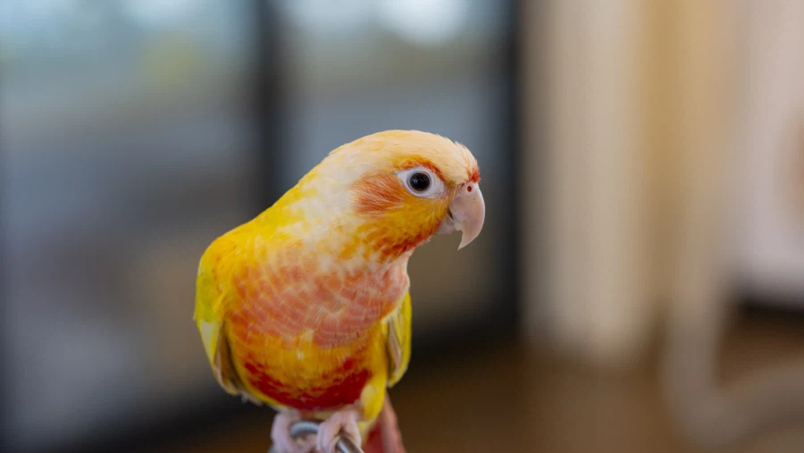 앵무새 키우고 싶어서 구경갔습니다._4.webp