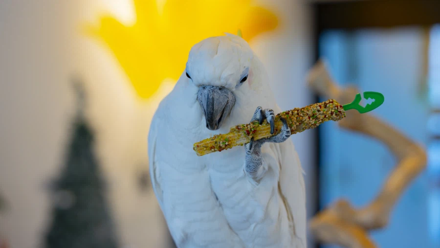 앵무새 키우고 싶어서 구경갔습니다._7.webp