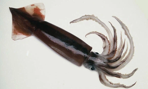 음식) 오징어 흉년. 반대로 쭈꾸미는 풍년.. 쭈꾸미볶음 먹어야함 당분간._2.webp