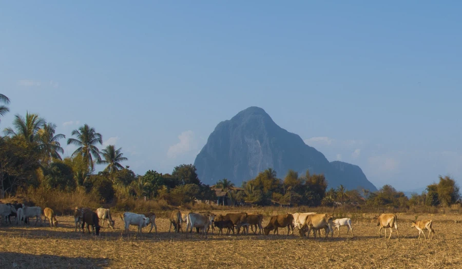 라오스 므앙프앙_2.webp