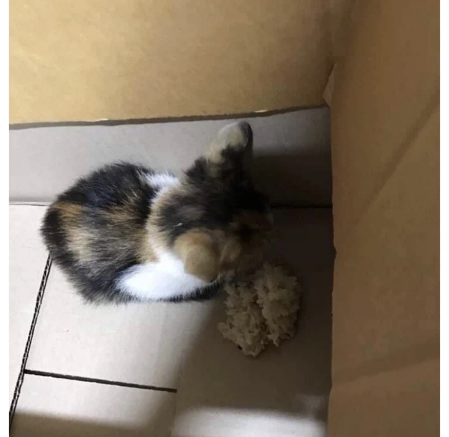 아깽이 : 잘못 간택했다 씨밤.jpg_2.webp