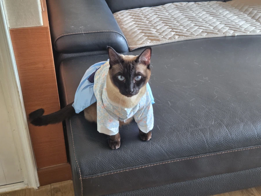 솔직히 고양이 옷 입히는 것은 고양이만 힘든 것은 아님..._10.webp