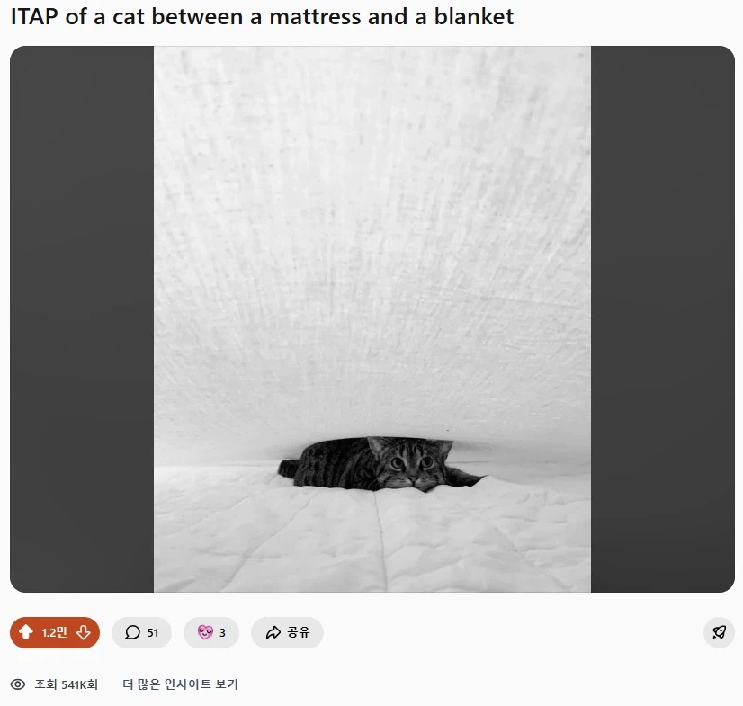 레딧에서 좋아요 1만개 뚫고 있는 고양이 사진_1.webp