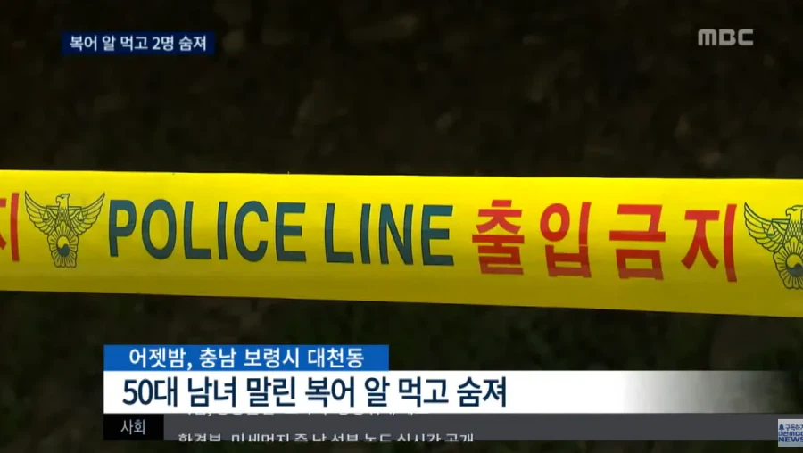 말린 복어알 훔쳐먹기.jpg_1.webp