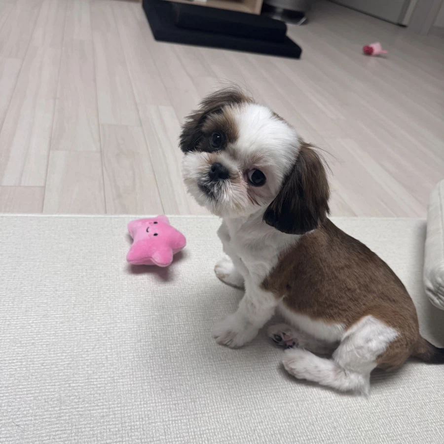 우리집 새 갱얼쥐 첫 미용해씀_2.webp