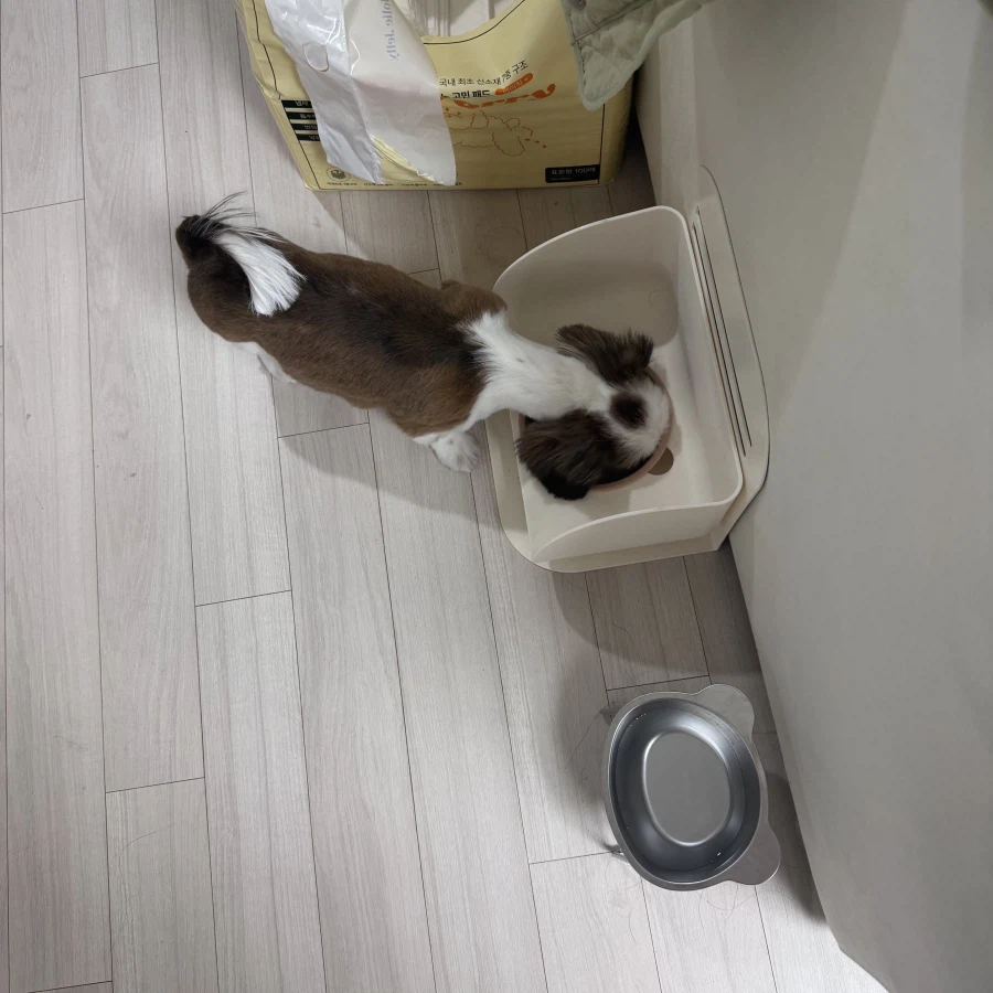 우리집 새 갱얼쥐 첫 미용해씀_3.webp