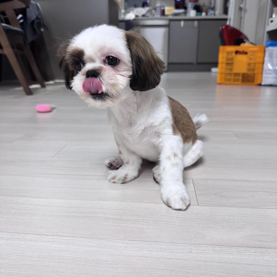 우리집 새 갱얼쥐 첫 미용해씀_4.webp