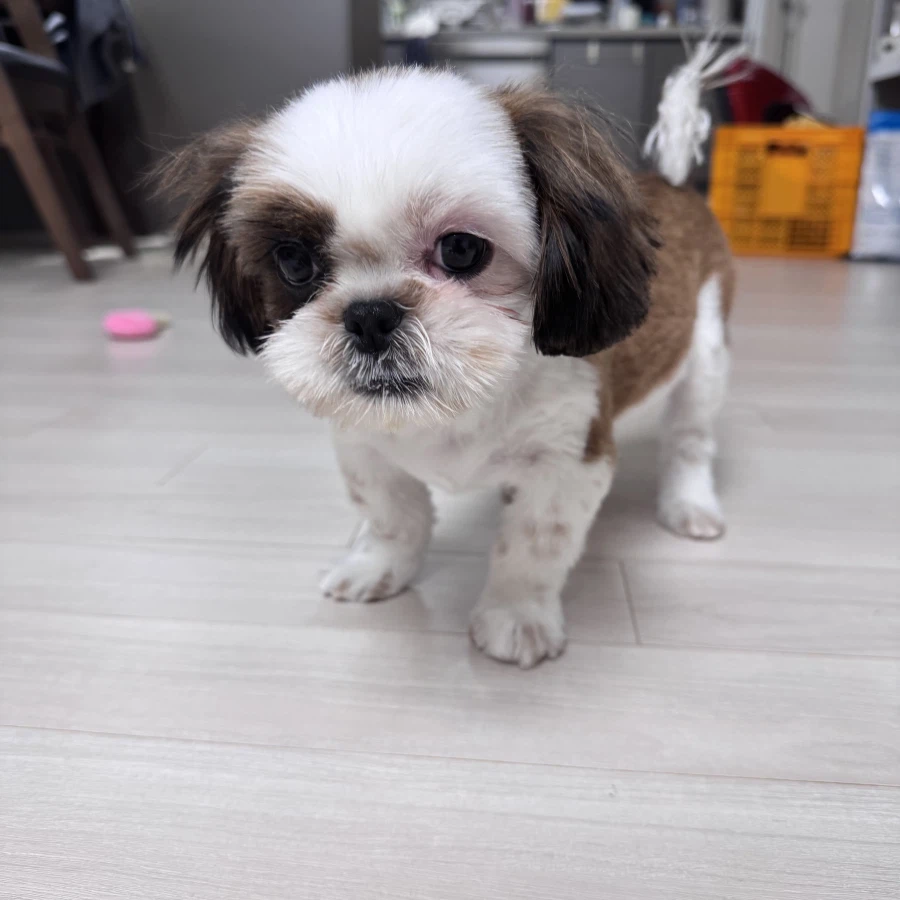 우리집 새 갱얼쥐 첫 미용해씀_5.webp