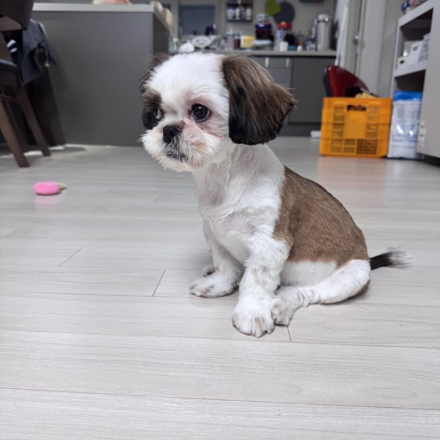 우리집 새 갱얼쥐 첫 미용해씀_6.webp