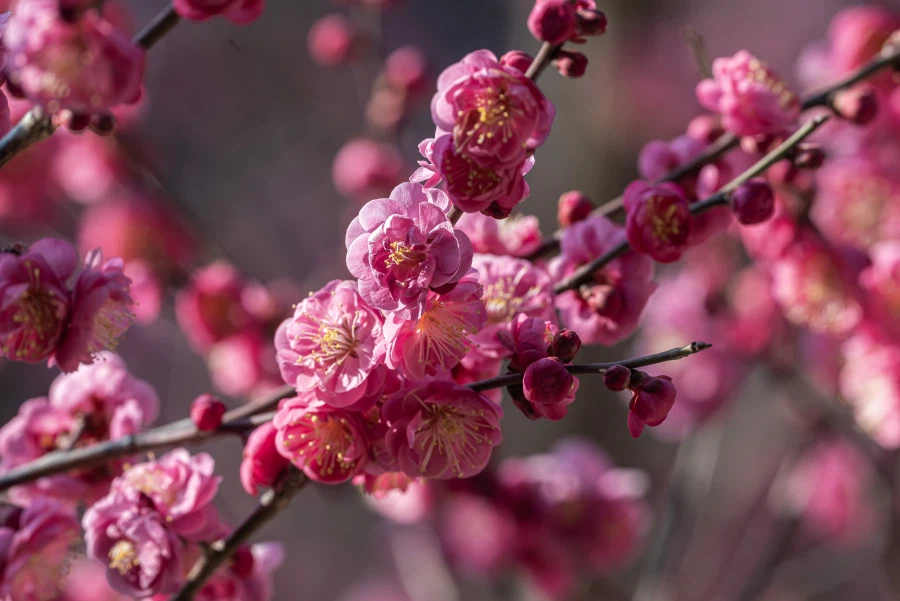 양산 통도사 매화_2.webp