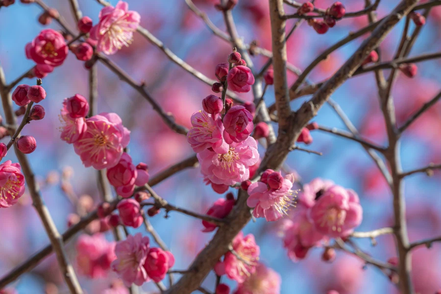 양산 통도사 매화_4.webp