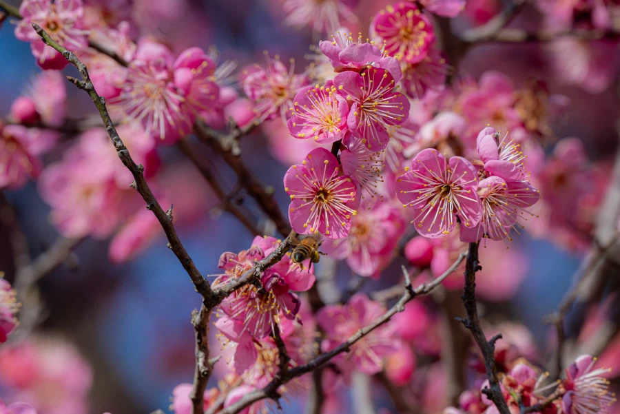 양산 통도사 매화_7.webp