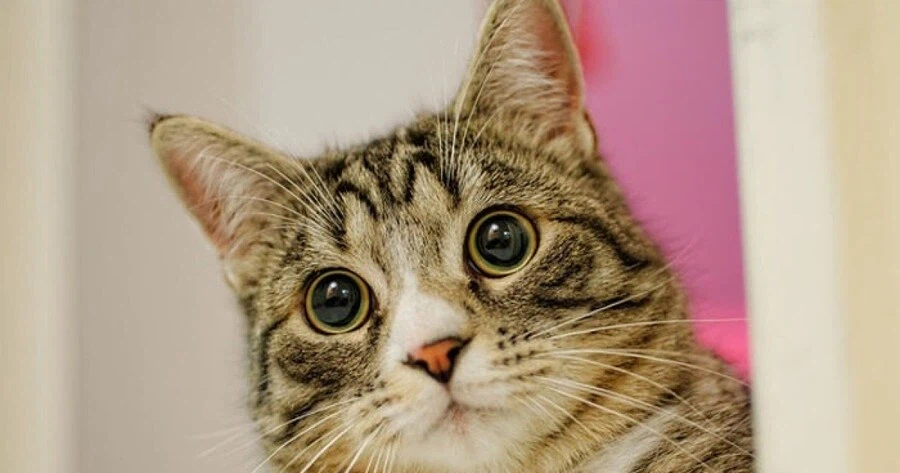 안유명한 영화 소개시키는게 어려운 이유.movie_7.webp