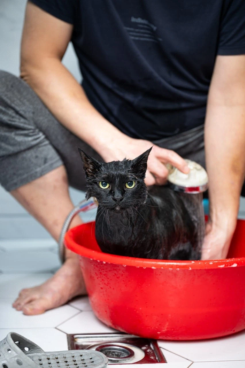 우리집 고양이 한달에 한번 목욕하는 날_3.webp