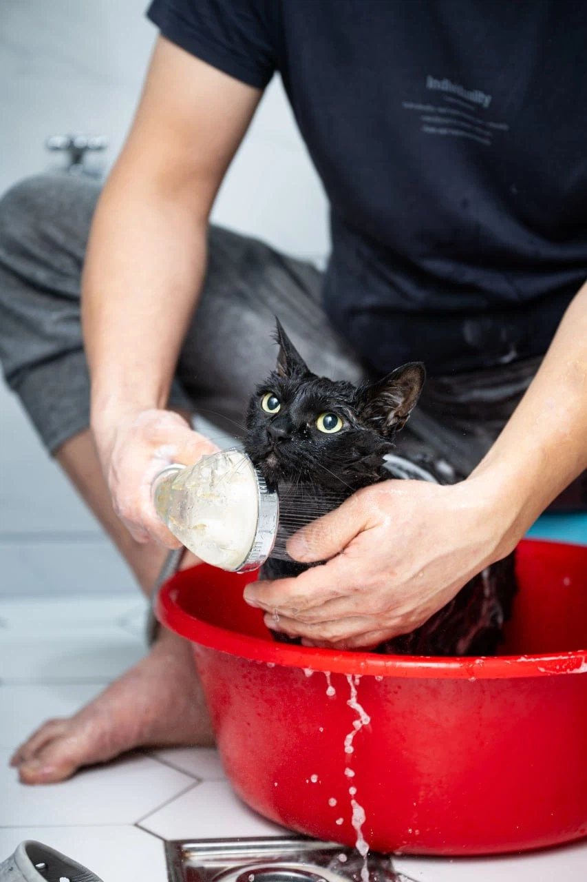 우리집 고양이 한달에 한번 목욕하는 날_6.webp