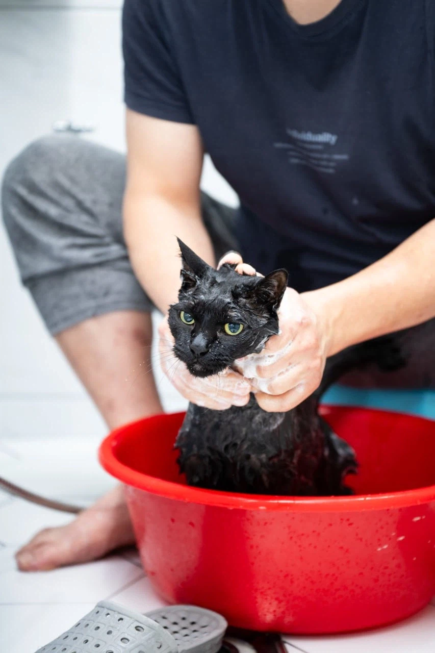 우리집 고양이 한달에 한번 목욕하는 날_7.webp