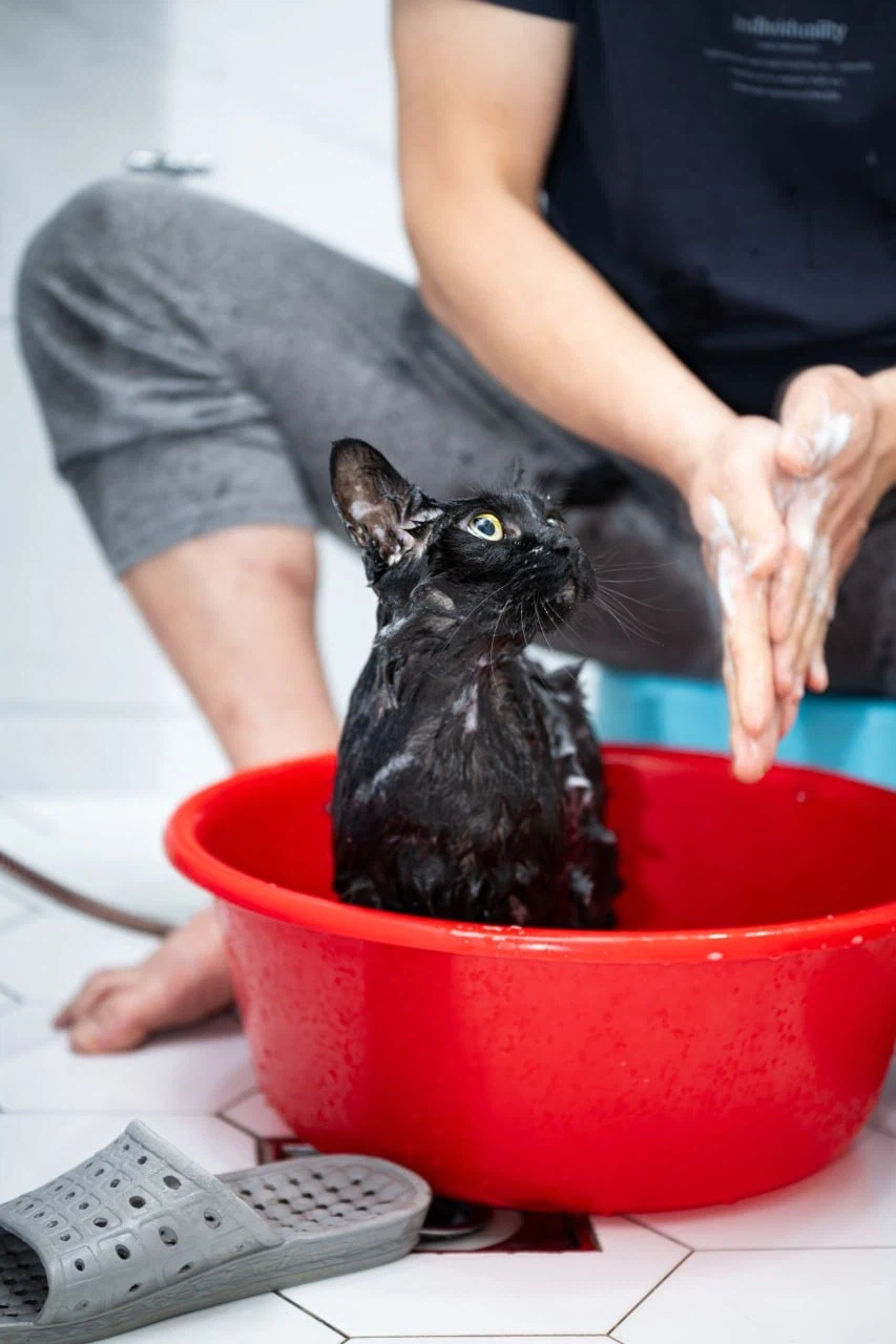 우리집 고양이 한달에 한번 목욕하는 날_10.webp
