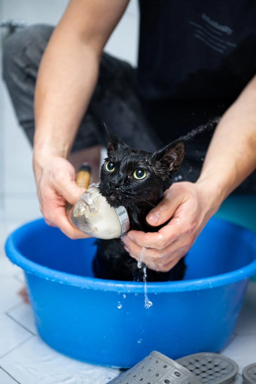 우리집 고양이 한달에 한번 목욕하는 날_13.webp