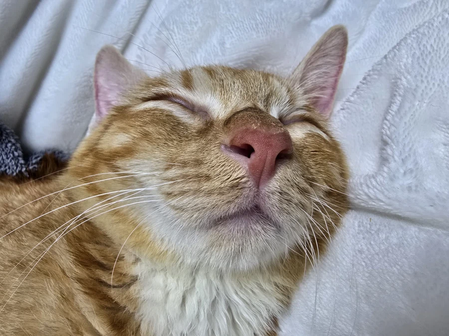 만10개월 치즈냥_1.webp