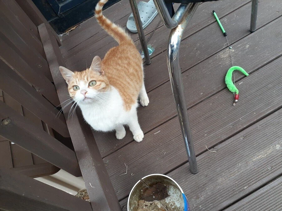 고양이 확대 잘하는집_4.webp