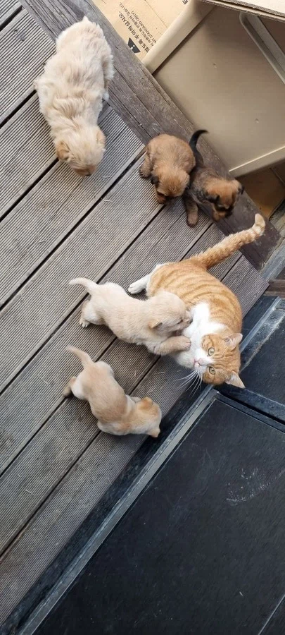 고양이 확대 잘하는집_8.webp