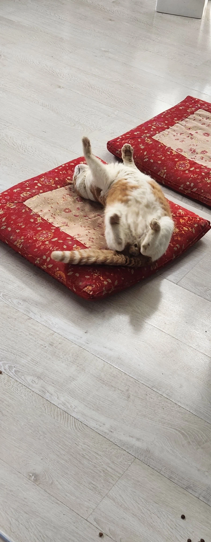 고양이 확대 잘하는집_9.webp