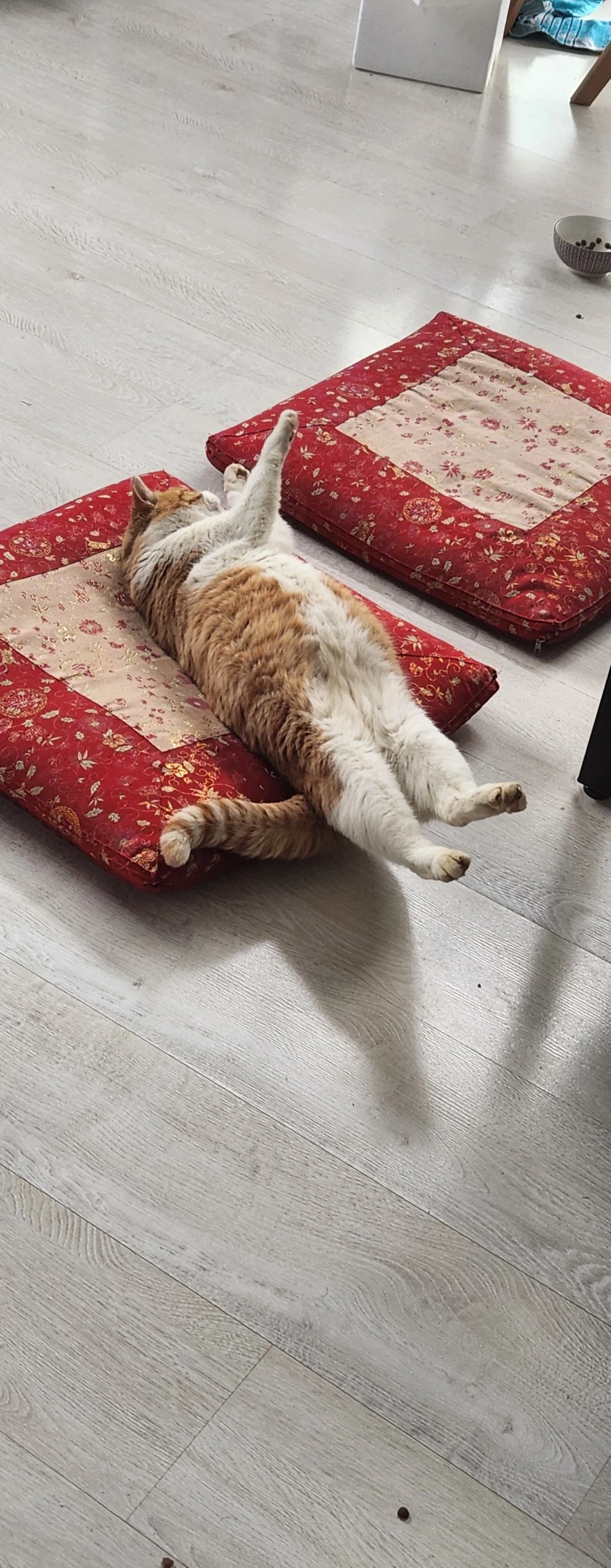 고양이 확대 잘하는집_10.webp