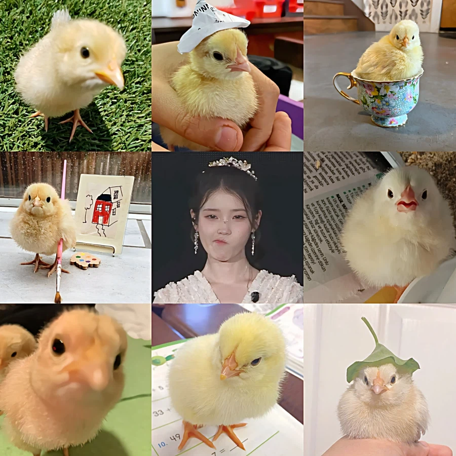 병아리 사진 모음 🐤_1.webp