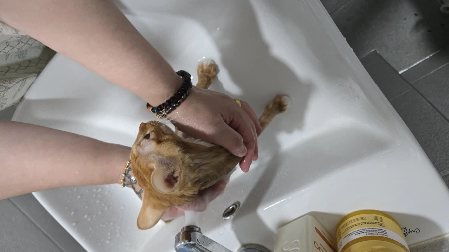 울 막내도 효자.. 수속성 냥이_1.webp