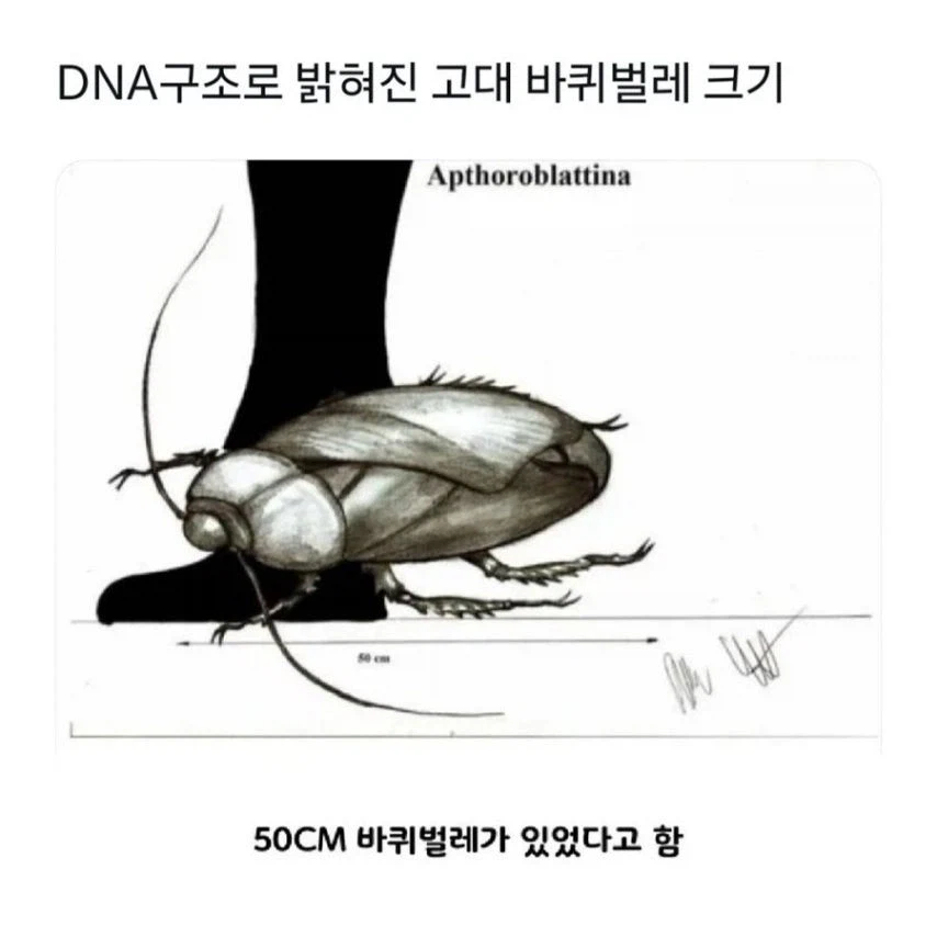 고대 포켓몬 현실 고증_1.webp