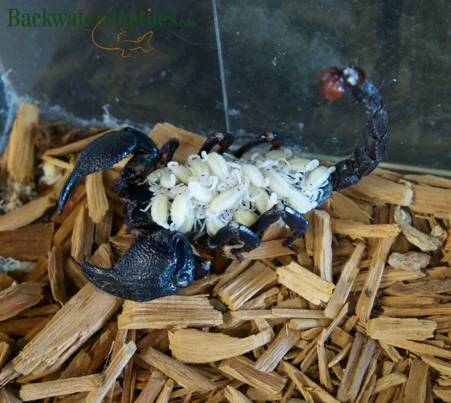 혐주의)전갈의 모성애_1.webp