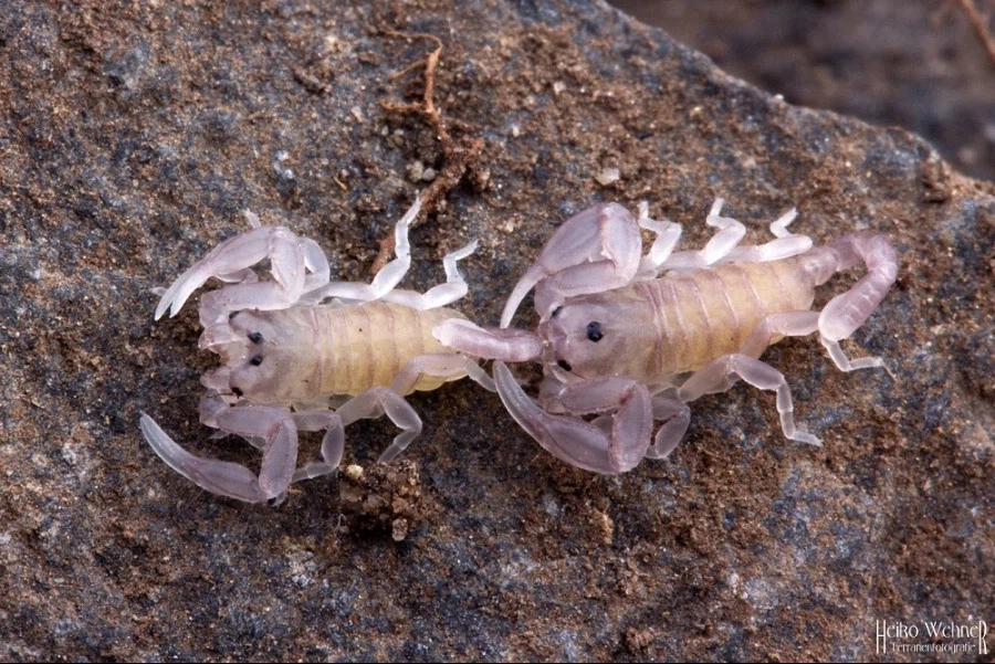 혐주의)전갈의 모성애_2.webp