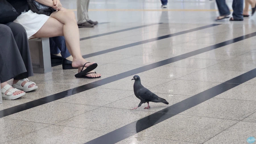 덕후들 지갑을 노리는 도파민 스테이션.. 서울 나홀로 여행 3일차_79.webp